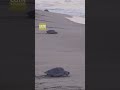 Mexique : les tortues arrivent dans le sud pour une ponte massive malgré les menaces climatiques