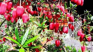 Rufous Hummingbird vs. Crinodendron Hookerianim