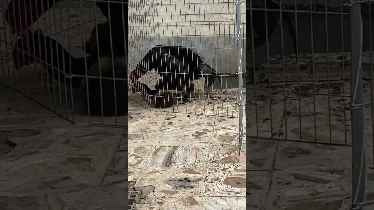 Rooster mating 👀😹 