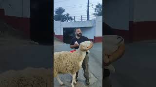 متوفر كباش و خرفان مرحبا بالجميع خاوتي 0552227465