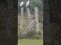 crane taking rest