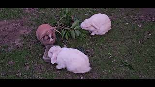 Papa Bunny And Mama Bunnies.... Bunnies