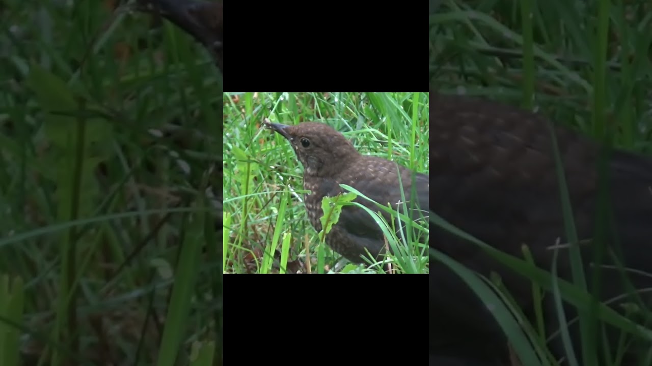 Bird Eats Bug – Nature Magic! 🐦🎶