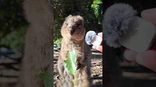 这个动物可爱系数排行榜，你认同吗？ #animals #神奇动物在哪里