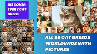 Discover Every Cat Breed: A Complete A-Z Guide with Pictures (Featuring All 98 Breeds Worldwide)