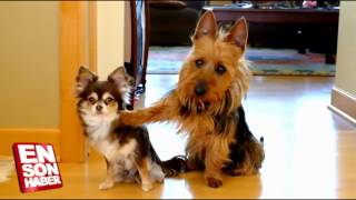 Arkadaşını Anında Satan Köpek