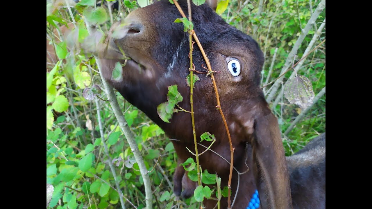 Halep Keçisi,  Amatör Olarak Kaç Keçi, Kaç Çebiç ile Başlanır??? (45.gun SIFIR maliyet! )