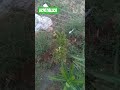Dios es amor pero también fuego consumidor, Dios bendiga al pueblo de Israel mil veces