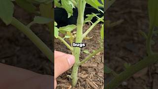 What Are Those Tiny Black Bugs on Your Tomato Plants? #shorts