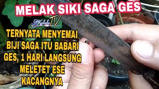 CARA MELAK #SAGA AGAR CEPAT NENGTET  #100% Berhasil DAN SANGAT BABARI