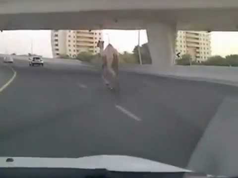      2012 جمل هارب في طرقات دبي