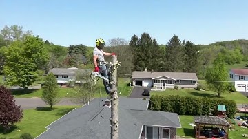 Tree Removal all Drone Footage