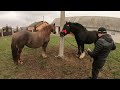 БРЕТОНСЬКИЙ  ЖЕРЕБЕЦЬ НА ПАРОВКУ/Коні Ваговози/horses in Ukraine/ BRETON STALLION