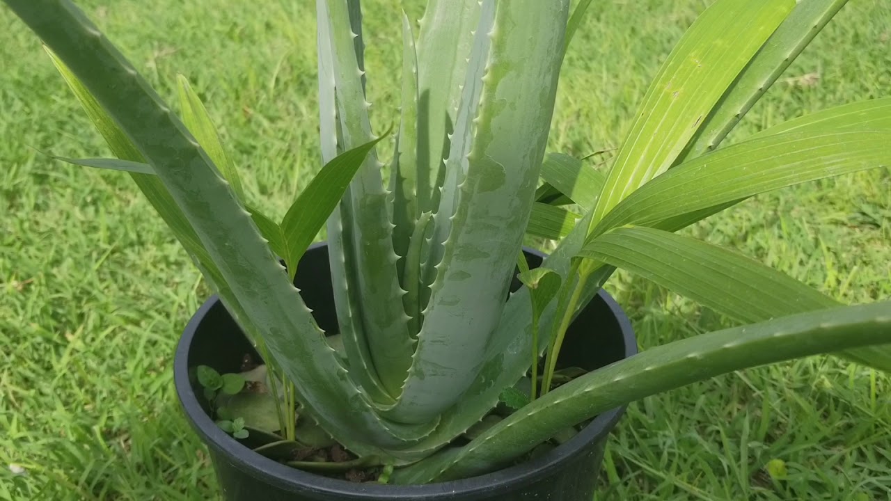 Aloe vera barbadensis para que sirve