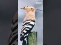Rare Bird in the World 🌍 #birds #shortsfeed #world