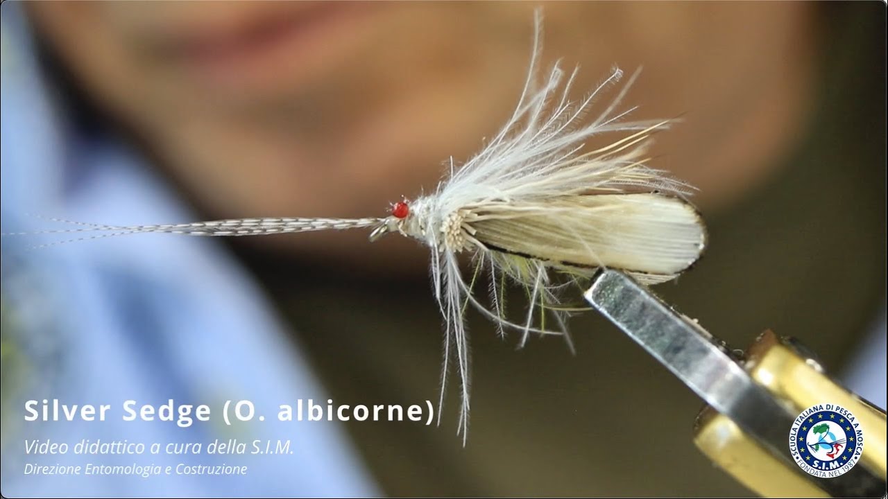 SIM Silver Sedge