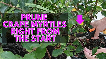 How to Prune a Crape Myrtle Into Tree Form (Start It Right Before Planting)