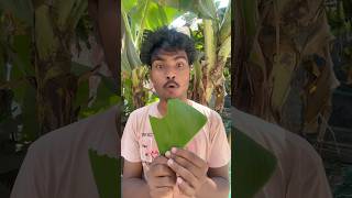 Hana Eats Chili Peppers, Papayas, And Lizards In A Funny Way By Hana