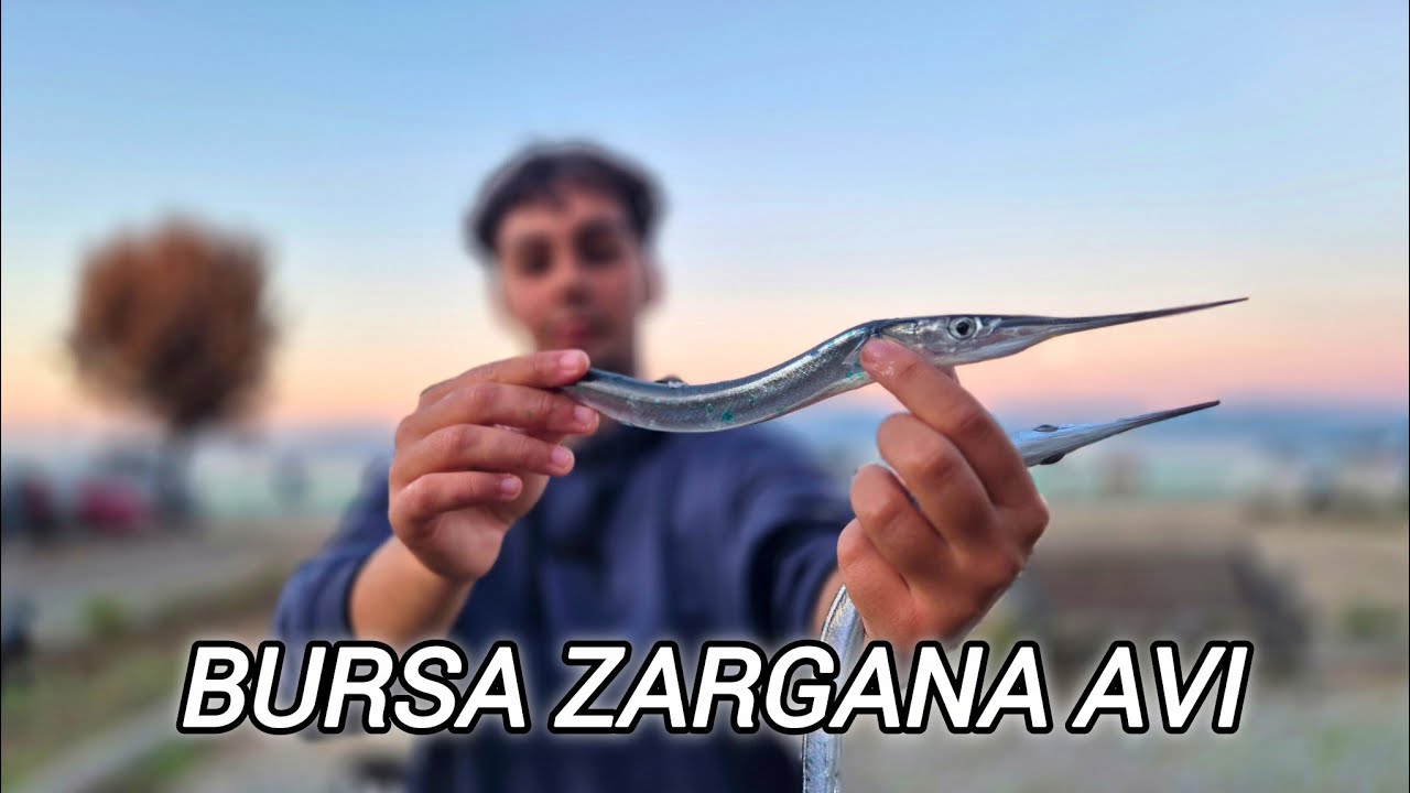 TİRİLYE ZARGANA AVI / BURSA BALIK AVI / AKSİYON DOLU BİR AKŞAM SUYU