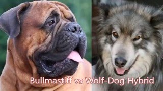 Bullmastiff vs Wolf Dog Hybrid by Emily Haddock 1,516 views 7 years ago 1 minute, 49 seconds