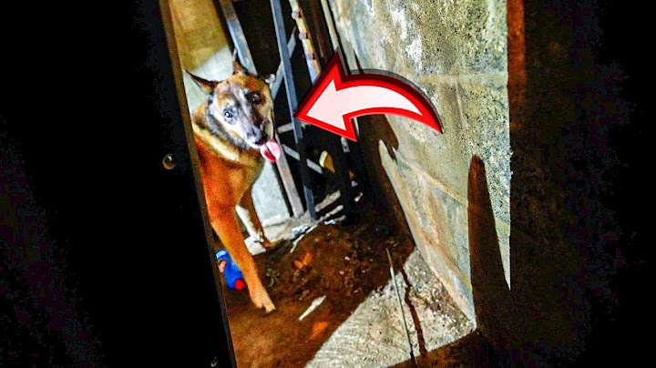 I GOT CAUGHT BY A POLICE DOG INSIDE THE STOLEN CONTAINER!