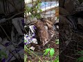 括り罠に掛かったアナグマ🦡　オス　体長61cm 2023/5/29 #有害鳥獣駆除