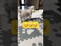 暗闇からハァハァ聞こえると思ったら🤣🤣🤣#shorts #可愛い犬 #マルチーズ