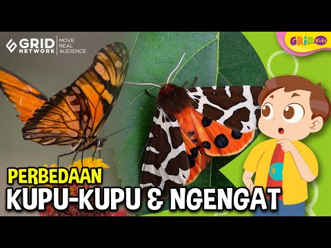 Video: Kupu-kupu Nymphalidae: karakteristik umum, deskripsi, jangkauan, jenis makanan