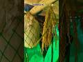 paddy farming | vari naru madi. #farming #plants #trending #viral #shorts #animals #rain #sky #food
