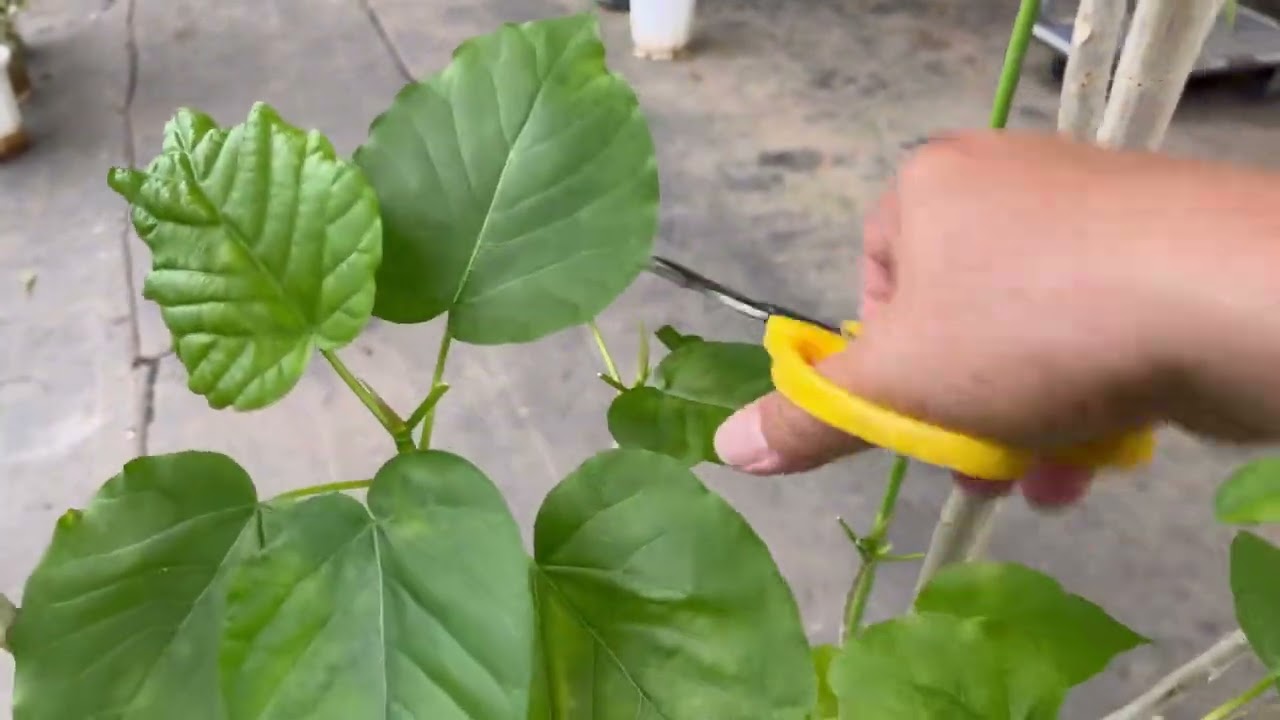 ウンベラータを再生するか？カットするか？僕なりの基準教えます