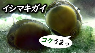 【アクアリウム】石巻貝を導入すべきレイアウトとは!?水草水槽ではデメリットあり