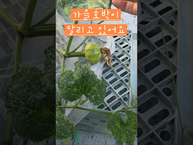 옥상텃밭에서 호박이 달리고 있어요 #소소한행복 #옥상텃밭 #애호박