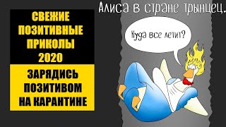 Позитивные свежие приколы 2020, отдохни от негатива и коронавируса! Будь на позитиве, позитивнее 12