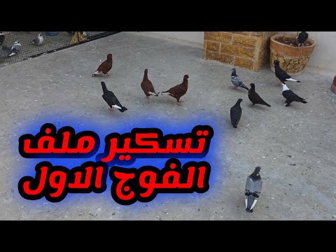 تسكير ملف الفوج الأول من الفراخ وبدايه جديد بالفوج الثاني