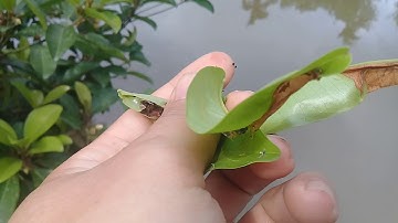 Kỹ thuật phòng trừ sâu hại cây hồng xiêm xoài