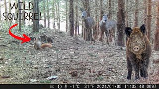 Trail Camera Videos of December 2023