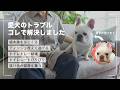 【涙やけ・イタズラ】愛犬の問題行動やトラブルはコレで解決しました【フレンチブルドッグこたつ】