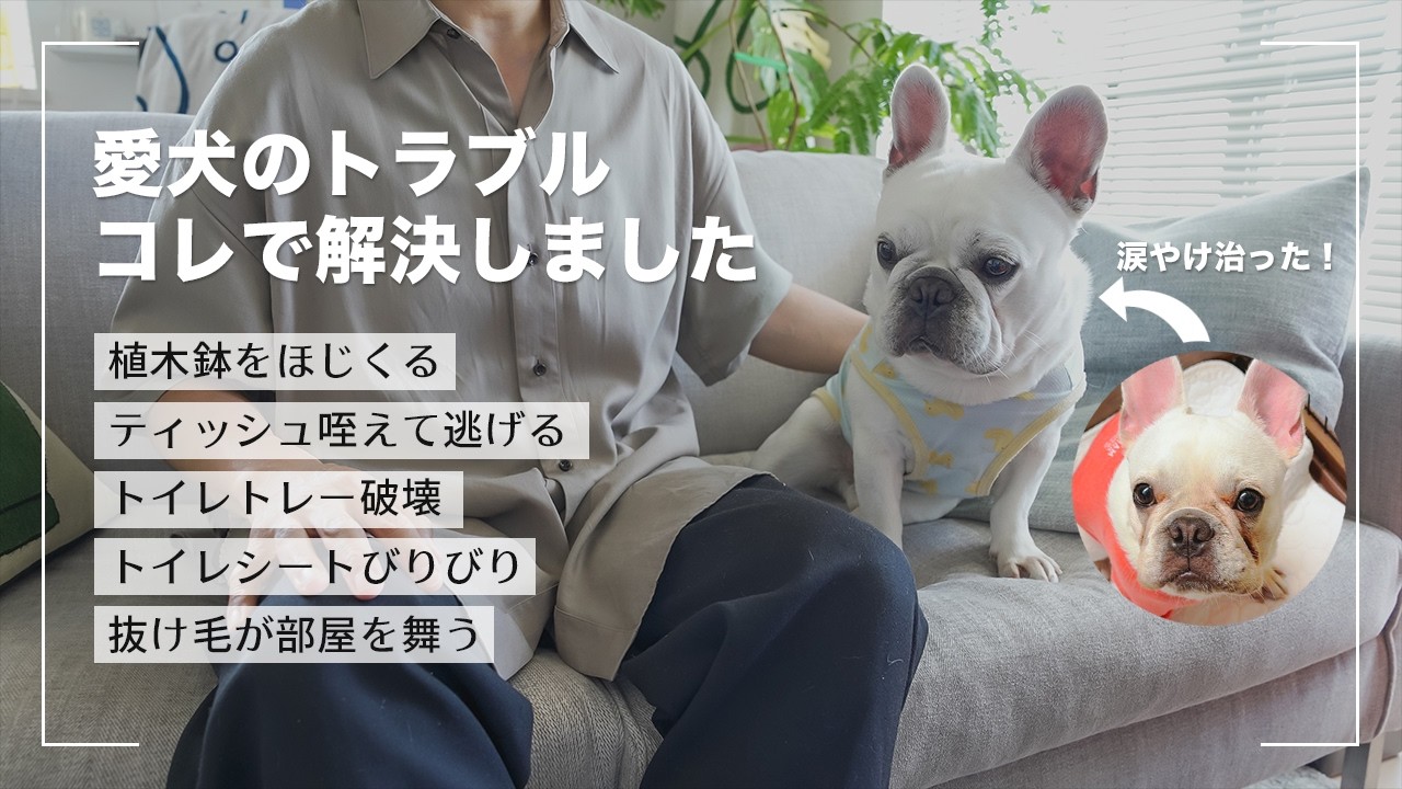 【涙やけ・イタズラ】愛犬の問題行動やトラブルはコレで解決しました【フレンチブルドッグこたつ】