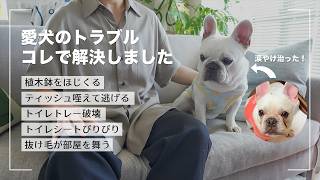 【涙やけ・イタズラ】愛犬の問題行動やトラブルはコレで解決しました【フレンチブルドッグこたつ】