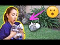 RESCUING BABY BUNNIES STUCK UNDER A HOUSE! 😱😭