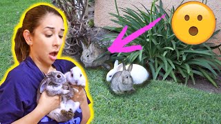 RESCUING BABY BUNNIES STUCK UNDER A HOUSE!