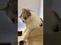 Catty playing with me #cat #catty #catvideos #animalvideos #cutecat #catlife #funnyanimals