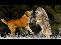 Livestock guardian dog vs wolf  wolf  lost against dog