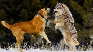 Livestock Guardian Dog vs Wolf | Wolf  lost Against Dog