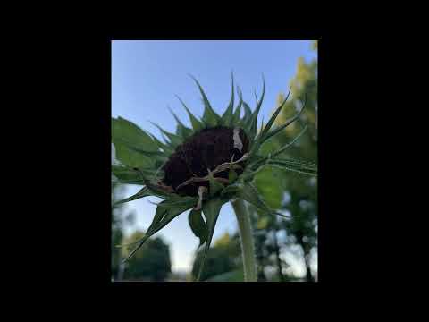Blue Minor(Sonny Clark):(Chromatic harmonica)