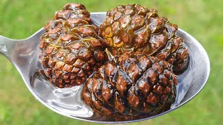 Sweet from pine cones - guardian of immunity