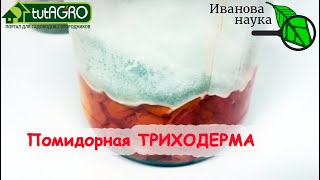 ТОМАТНАЯ ТРИХОДЕРМА. Выращивание ТРИХОДЕРМЫ на томатных отходах, как она выглядит и как использовать