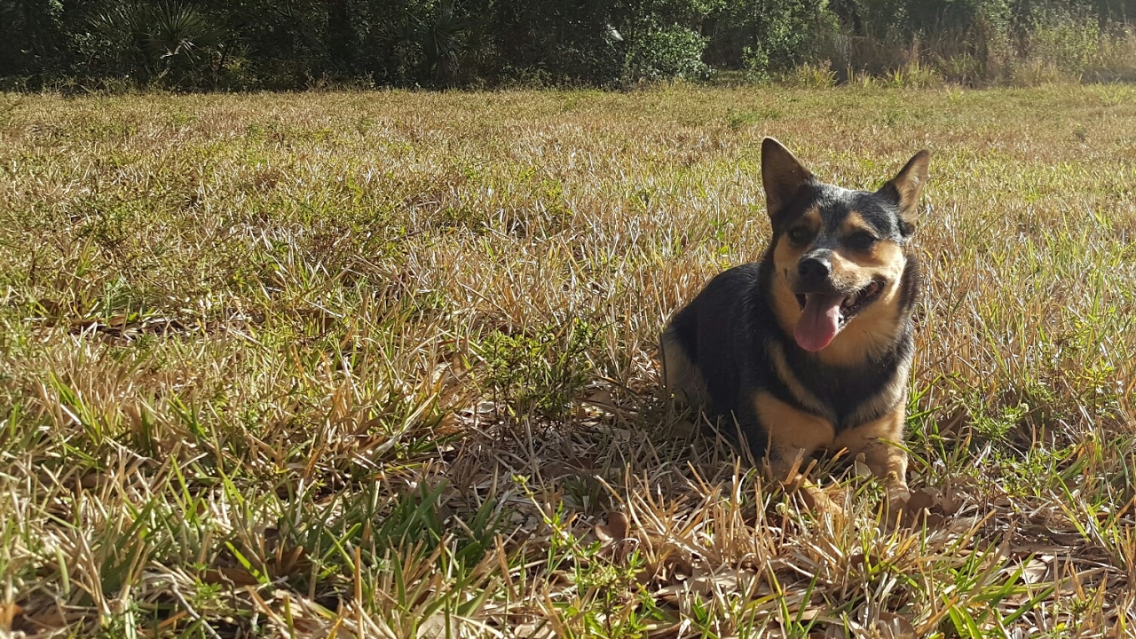 Cattle dog on a walk YouTube