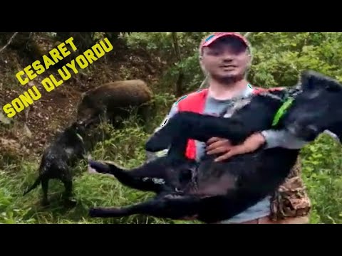 Domuz Kopekleri Dunyanin En Cesur Ve Fedakar Av Kopekleri The Bravest Wild Boar Dog In The World Youtube