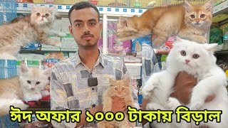 ঈদ অফার মাত্র  ১০০০ টাকায় বিড়াল  Persian cat price in Bangladesh | Mixed Cat price in Bangladesh